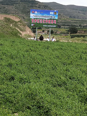 中藥材規(guī)范化種植示范基地