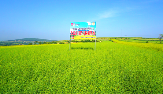 柴胡規(guī)范化種植基地